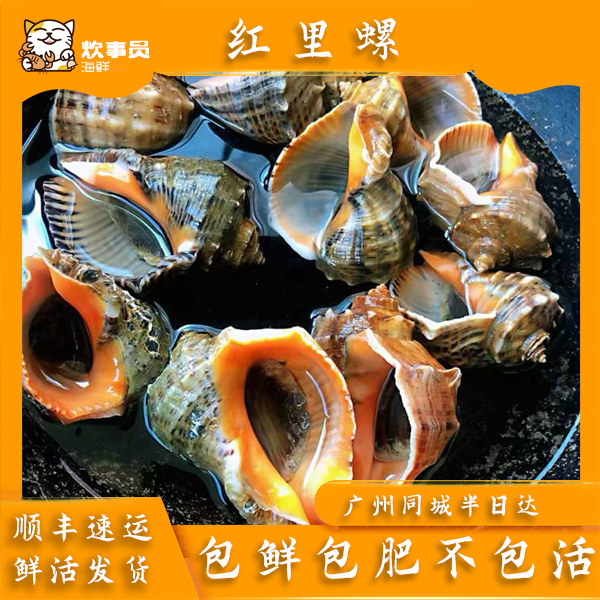 三斤活发红里螺大口螺 鲜活发货 包鲜不包活 新风港发货 