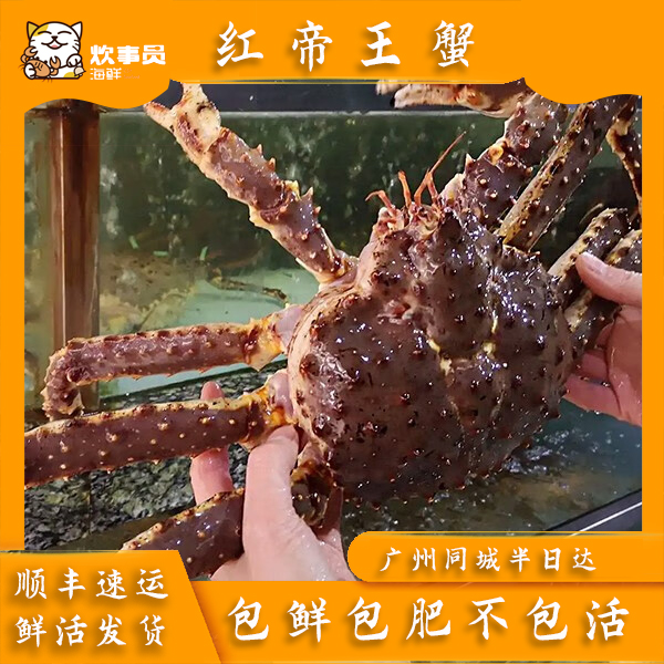 活发7-7.5斤/只帝王蟹 强蟹鲜活打氧活发 海鲜码头发货 鲜活海蟹