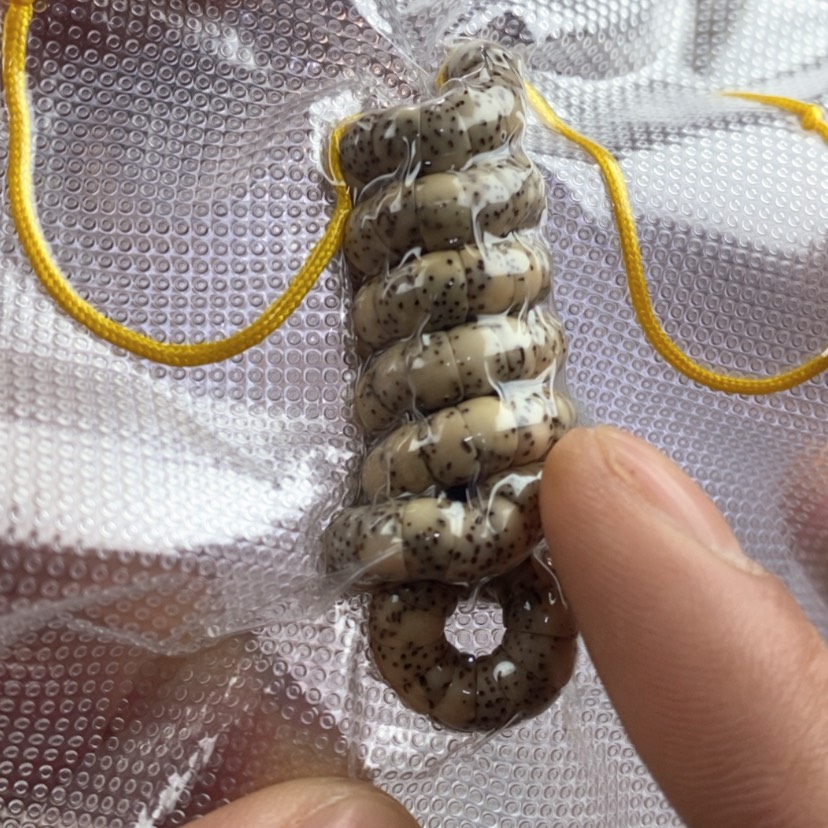 【闪购商品】菩提手串/手链石玉大肠