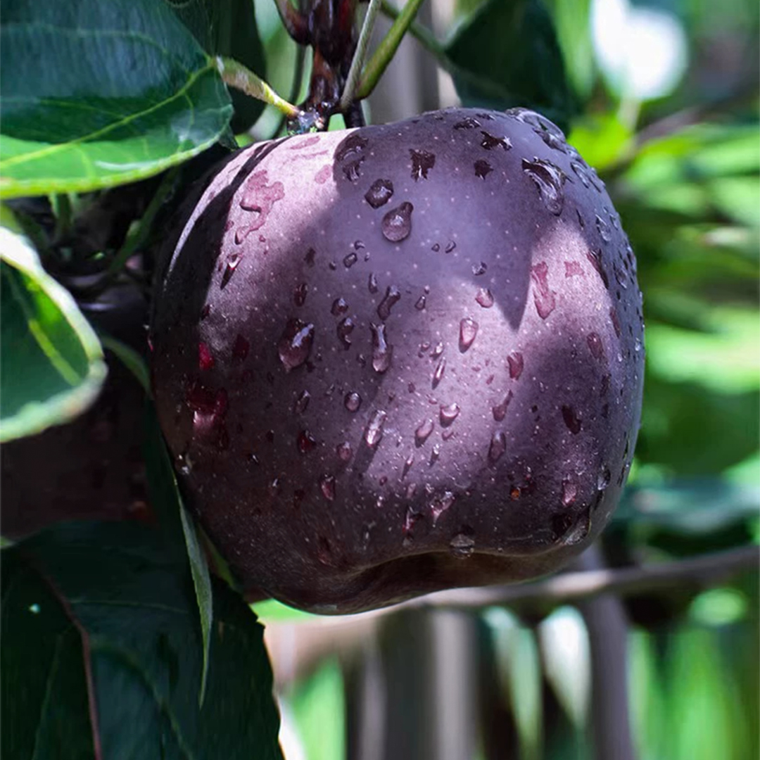 鲜果欢甘肃高山黑钻苹果自然生长脆面两吃稀有礼盒佳选25年新鲜