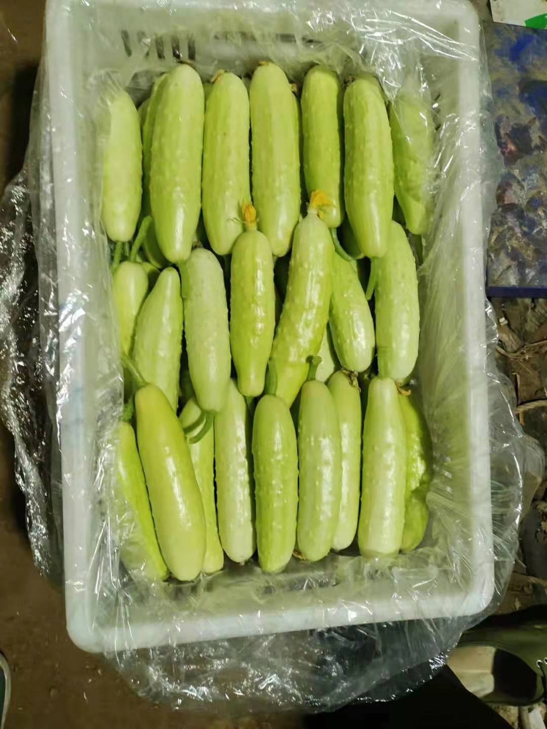 海阳白玉黄瓜水果黄瓜烟台出品精选白玉黄瓜山东好黄瓜
