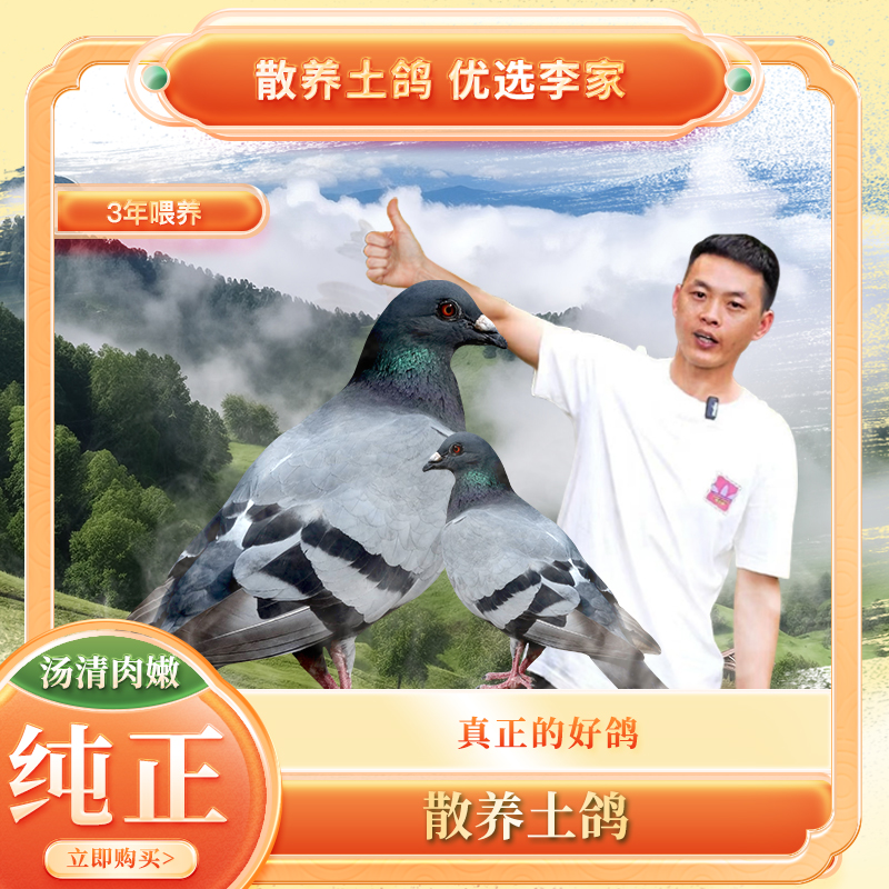 【散养土鸽】李家有鸡品质保障散养老土鸽2只约800g