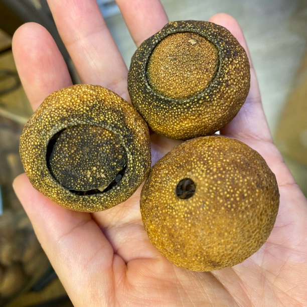 2022青柑普洱 全生晒小青柑 柑普茶 正宗新会陈皮 一线核心产区