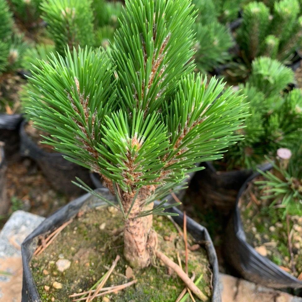 正宗日本短针千寿丸真柏黑松嫁接寿松盆景素材老盆盆栽，一物一拍