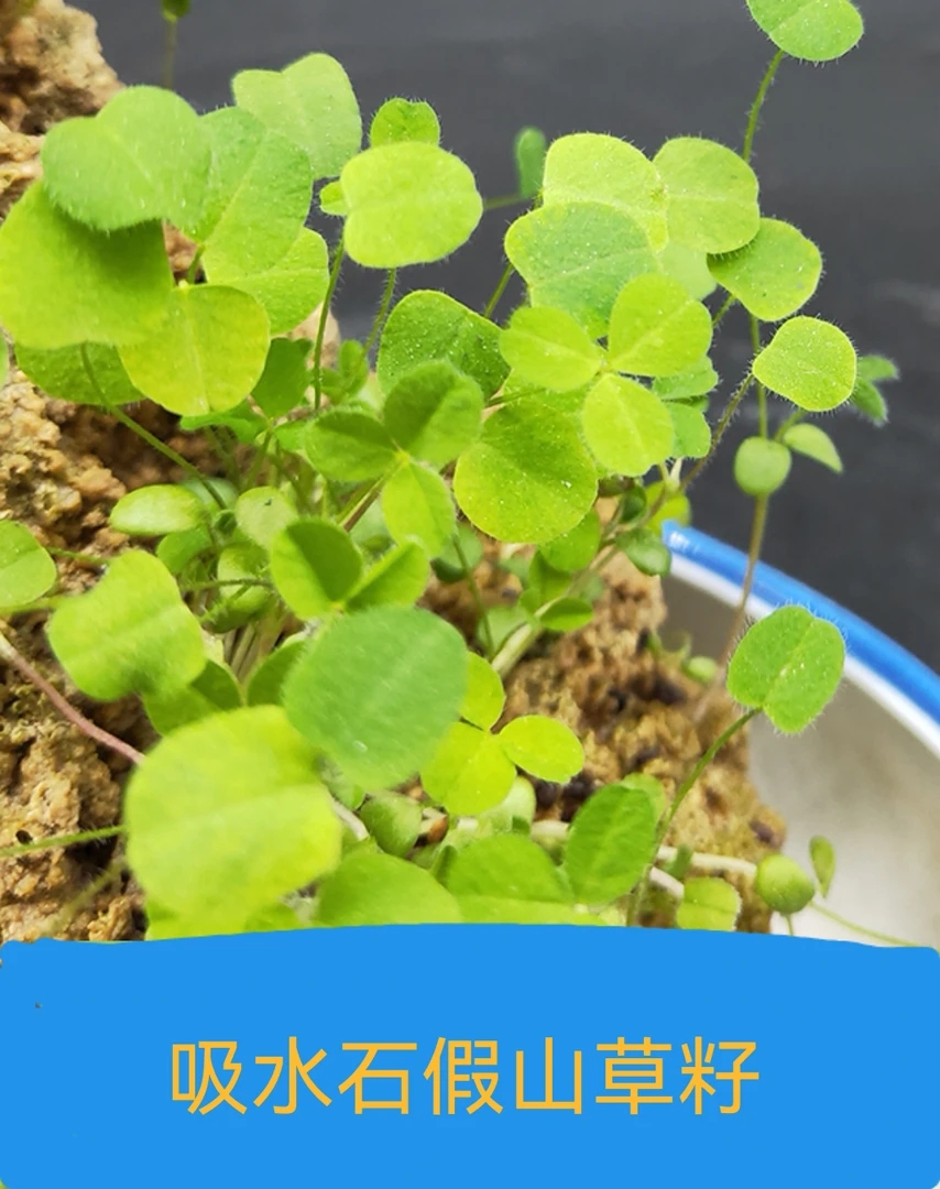 上水石草籽盆栽微景观草种子混装出芽率高