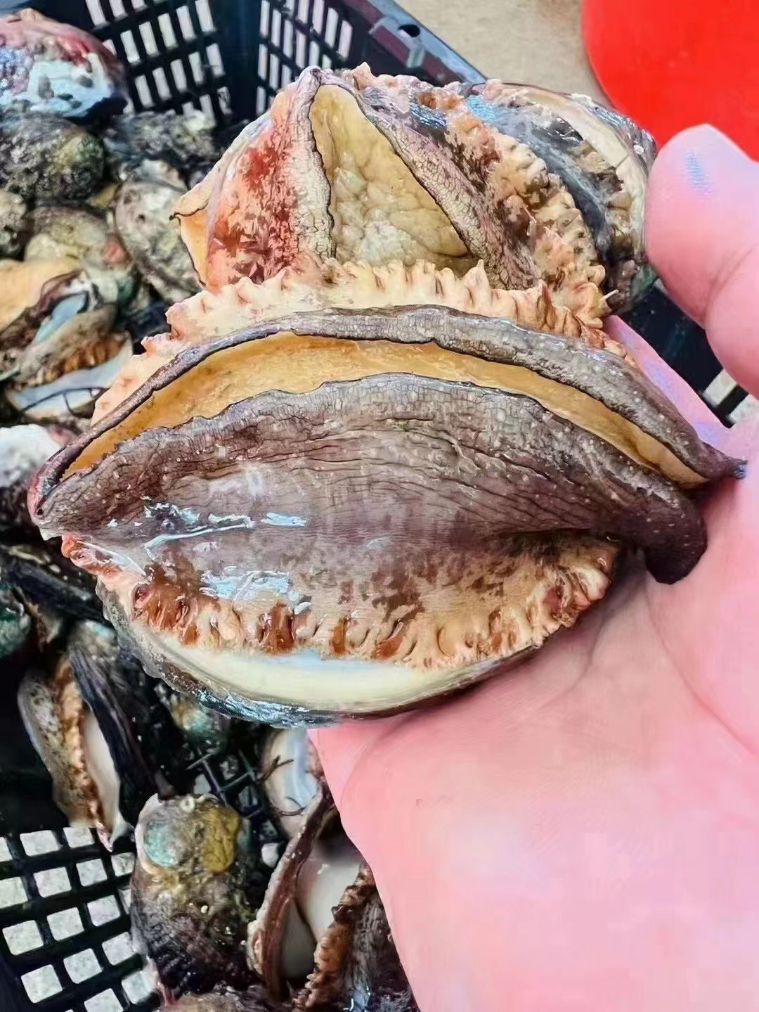本港深海鲍鱼速冻新鲜饱满7-8头鲍4-5cm【到手2包每包8只鲍鱼】