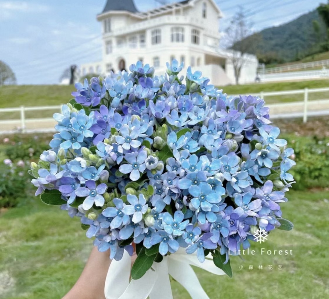 蓝星花买1把送1把  到手2把  蓝色系高颜值花材  一单包邮