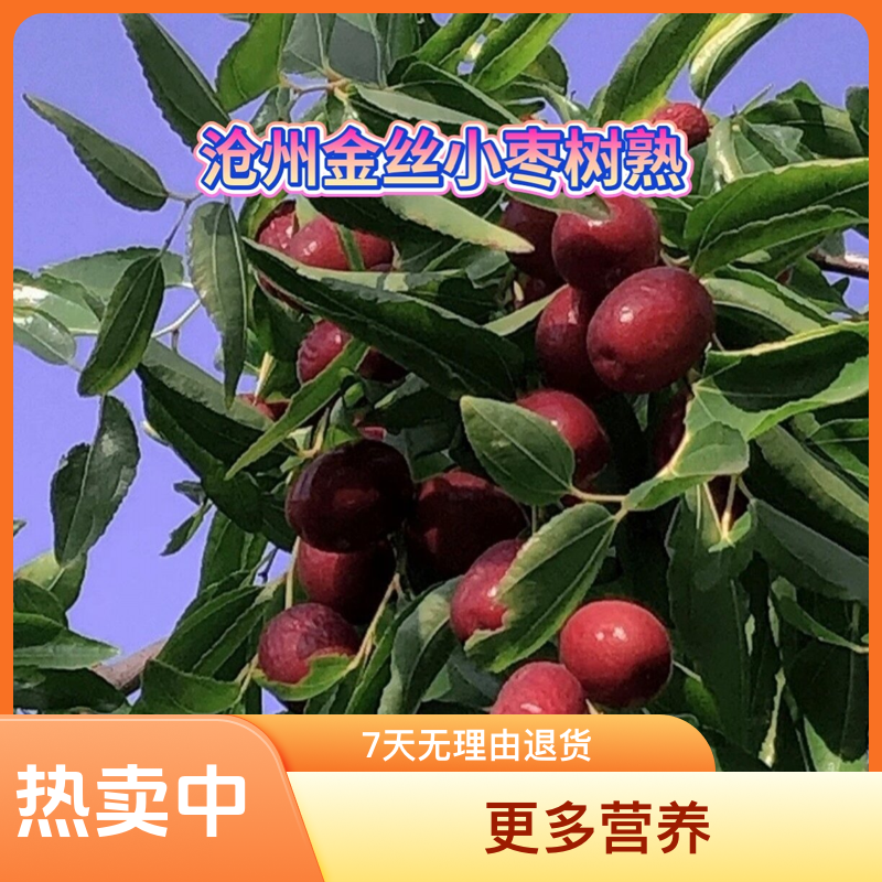 沧州金丝小枣“半干枣”熬粥做饭打豆浆都行）