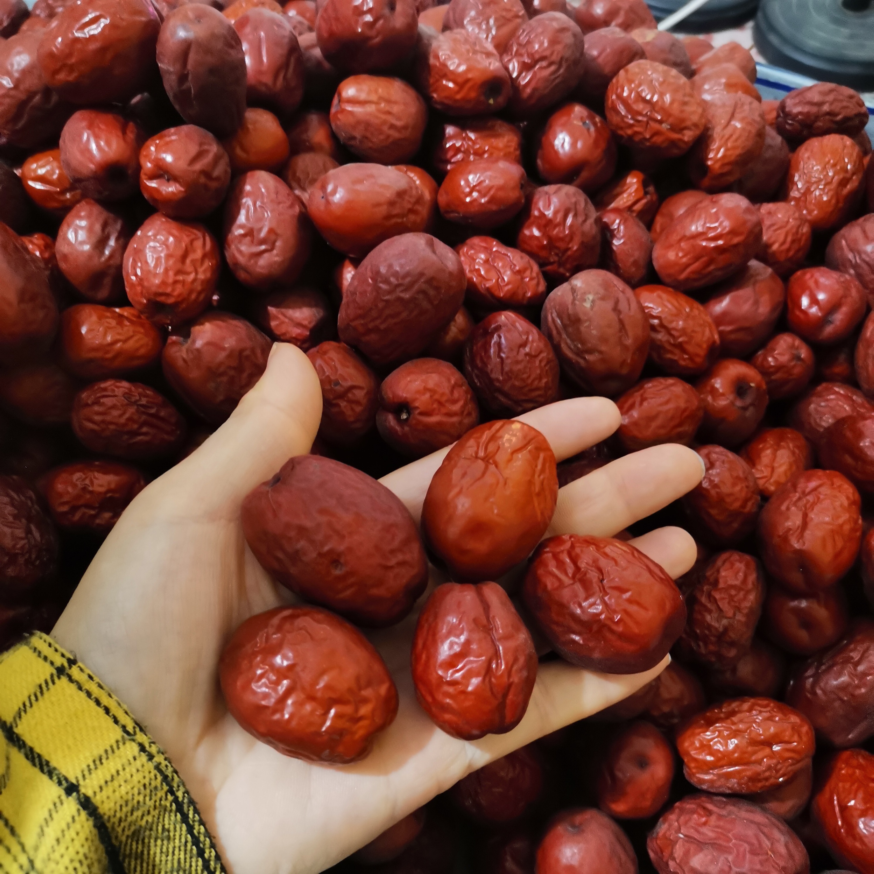 沧州金丝小枣中大果中大果树熟《适合蒸着吃》