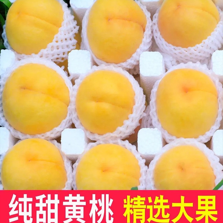【蒙阴、黄桃】黄桃果园现摘现发