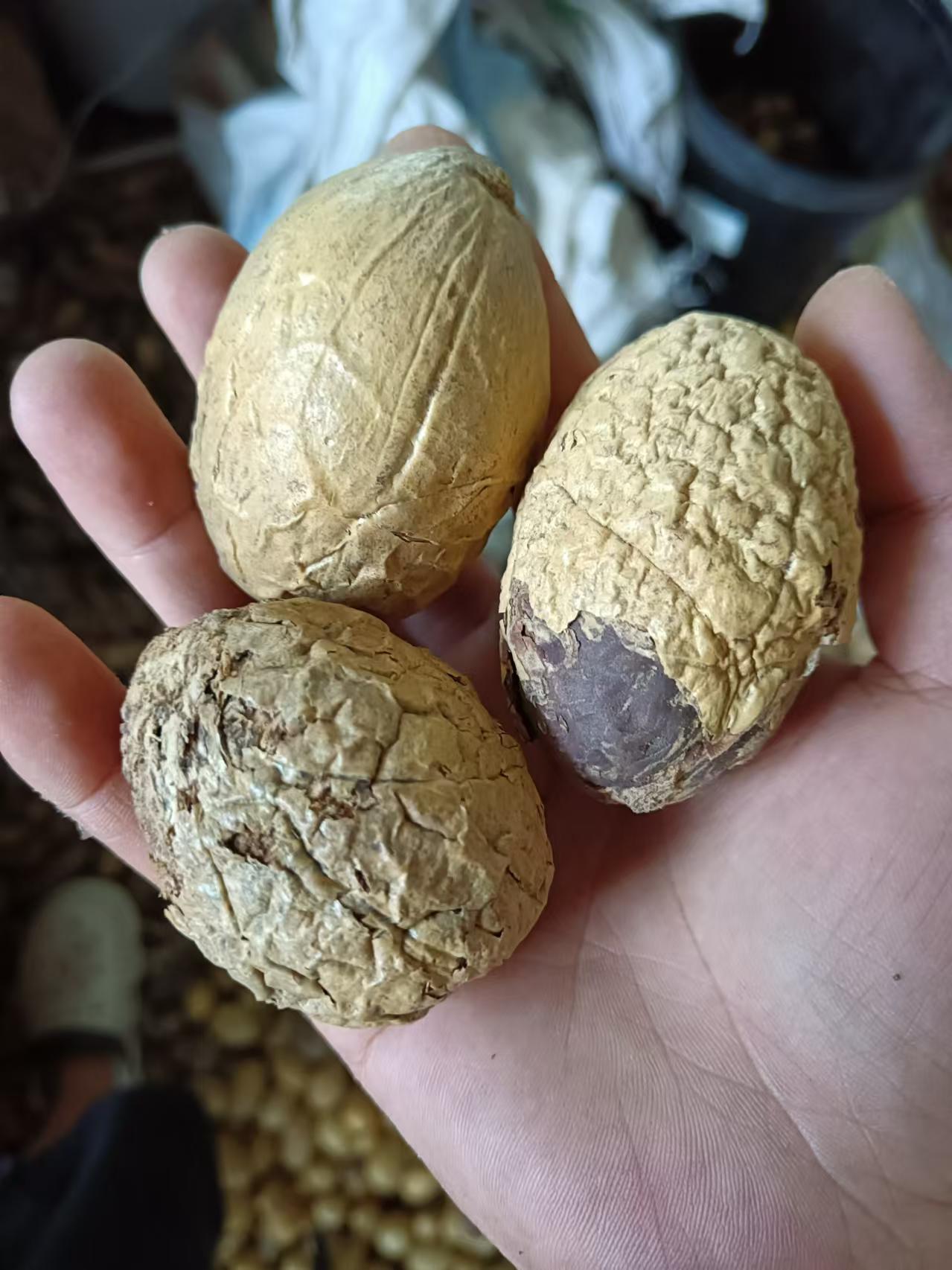 两颗浮力 千眼菩提矮胖大果（开果不退）