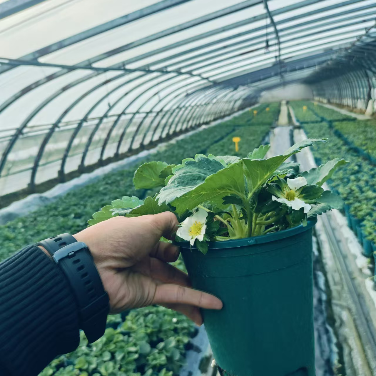 长槽盆【越雪妃+月光宝石草莓盆栽】