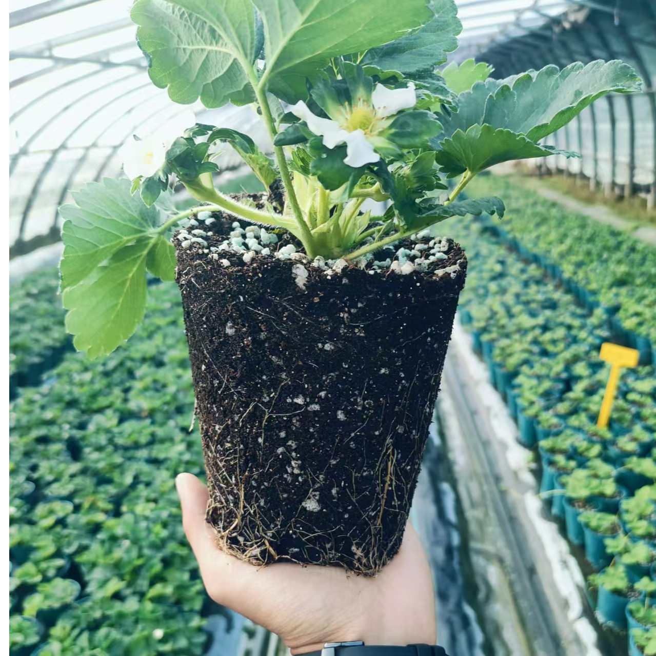 宠粉草莓苗盆栽【头茬原盆原土】