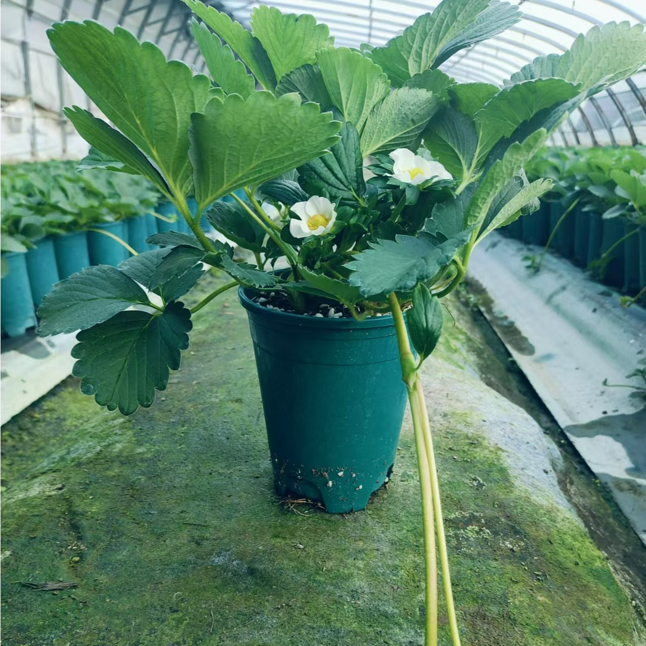 明宝草莓苗盆栽【头茬原盆原土】