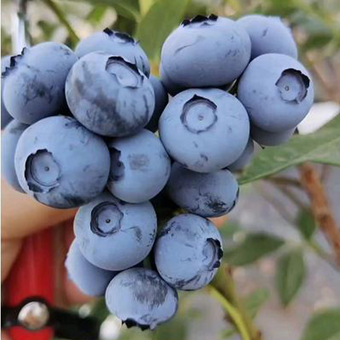 【带花带果加仑盆】蓝莓果树苗蓝莓苗盆栽地栽果苗南北方种植苗