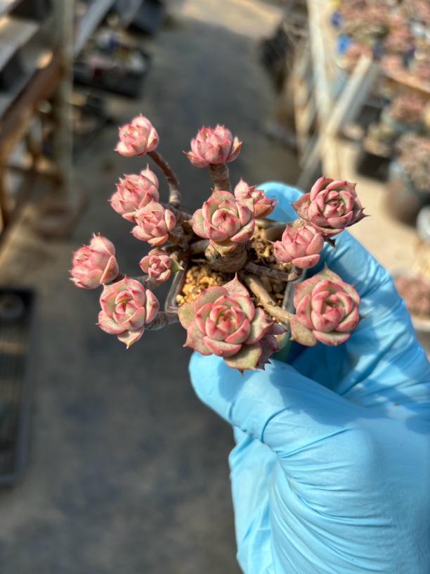 38元多肉植物1号链接