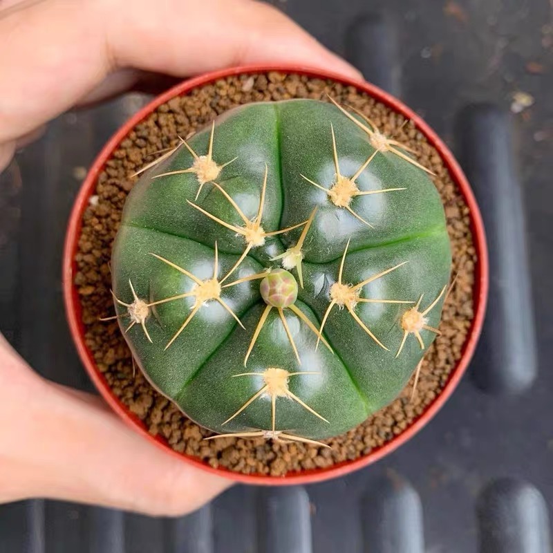 实生海王仙人球脱土裸根发货