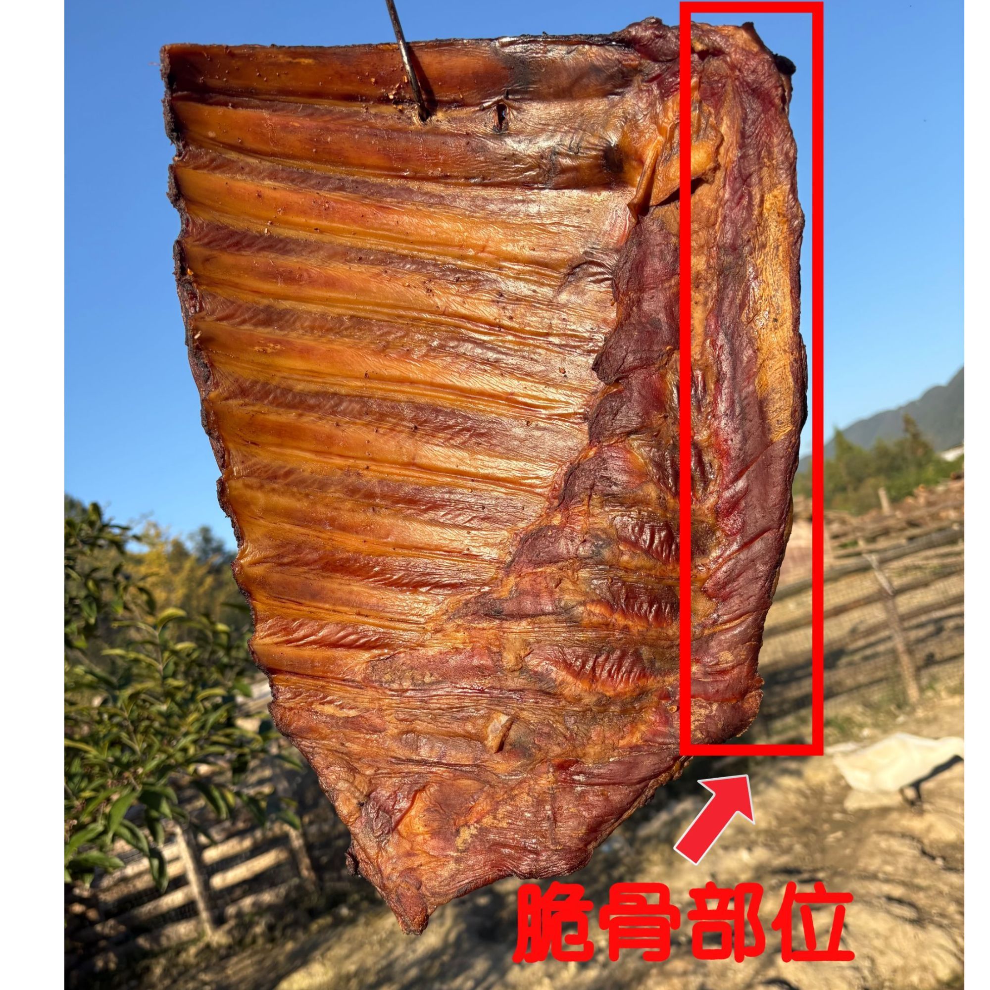 【麻将块3斤脆骨】直播间展示为样品发货与直播展示同品质介意勿拍