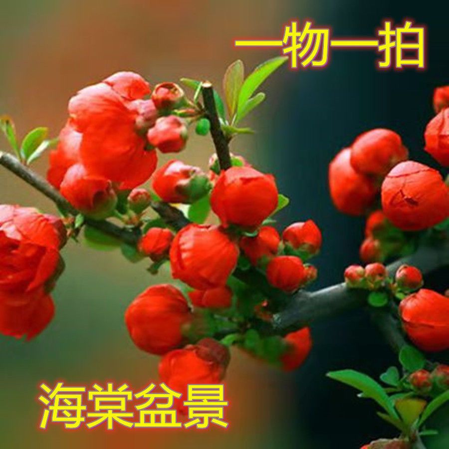 《一物一拍》精品海棠花果树盆栽专属链接