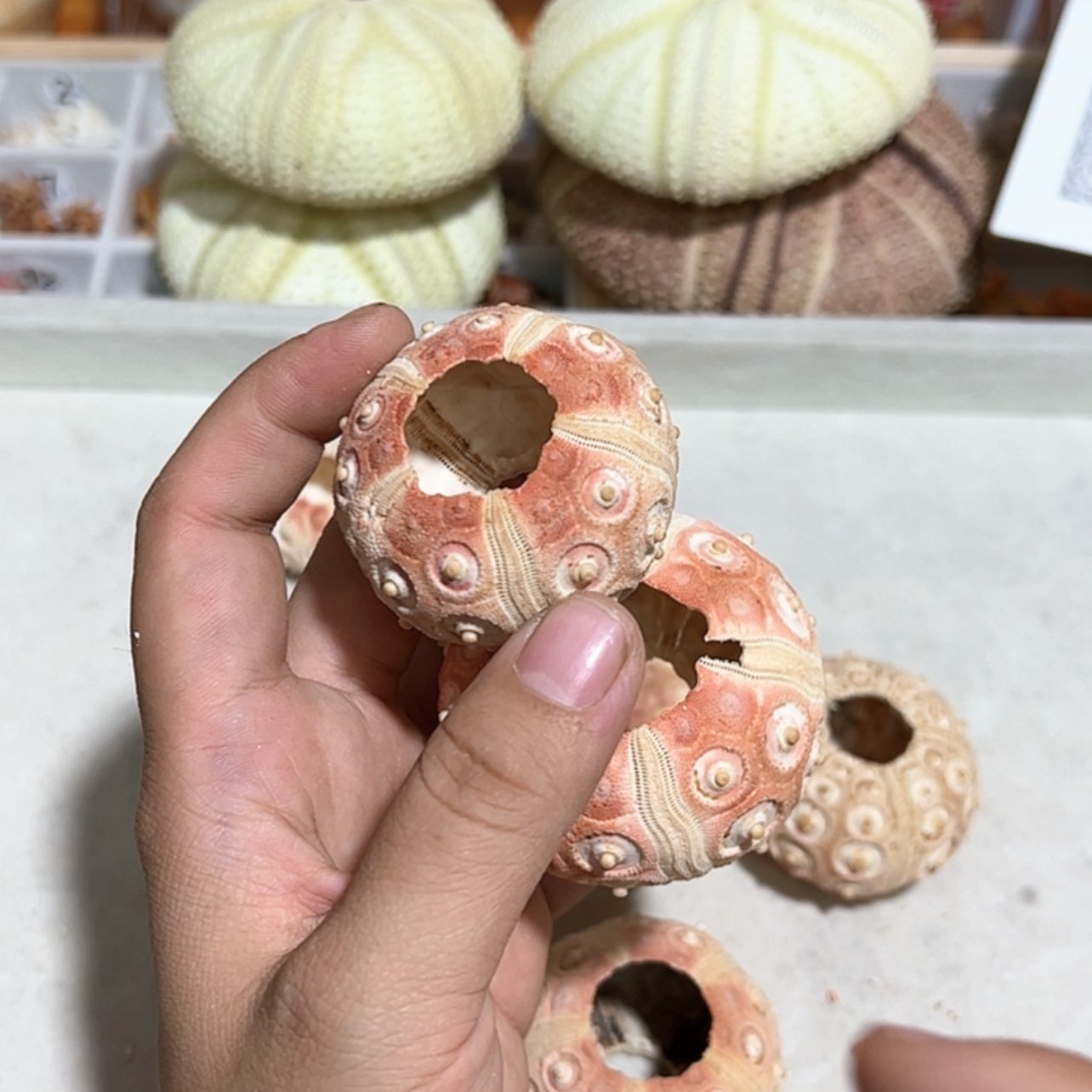 【闪购商品】玻璃茶盏27