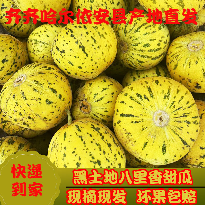 【顺丰】东北八里香大地香瓜精选花蕾甜瓜水果小甜瓜现摘头茬
