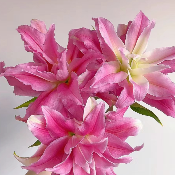 【基地直发】重瓣系列艾琳娜