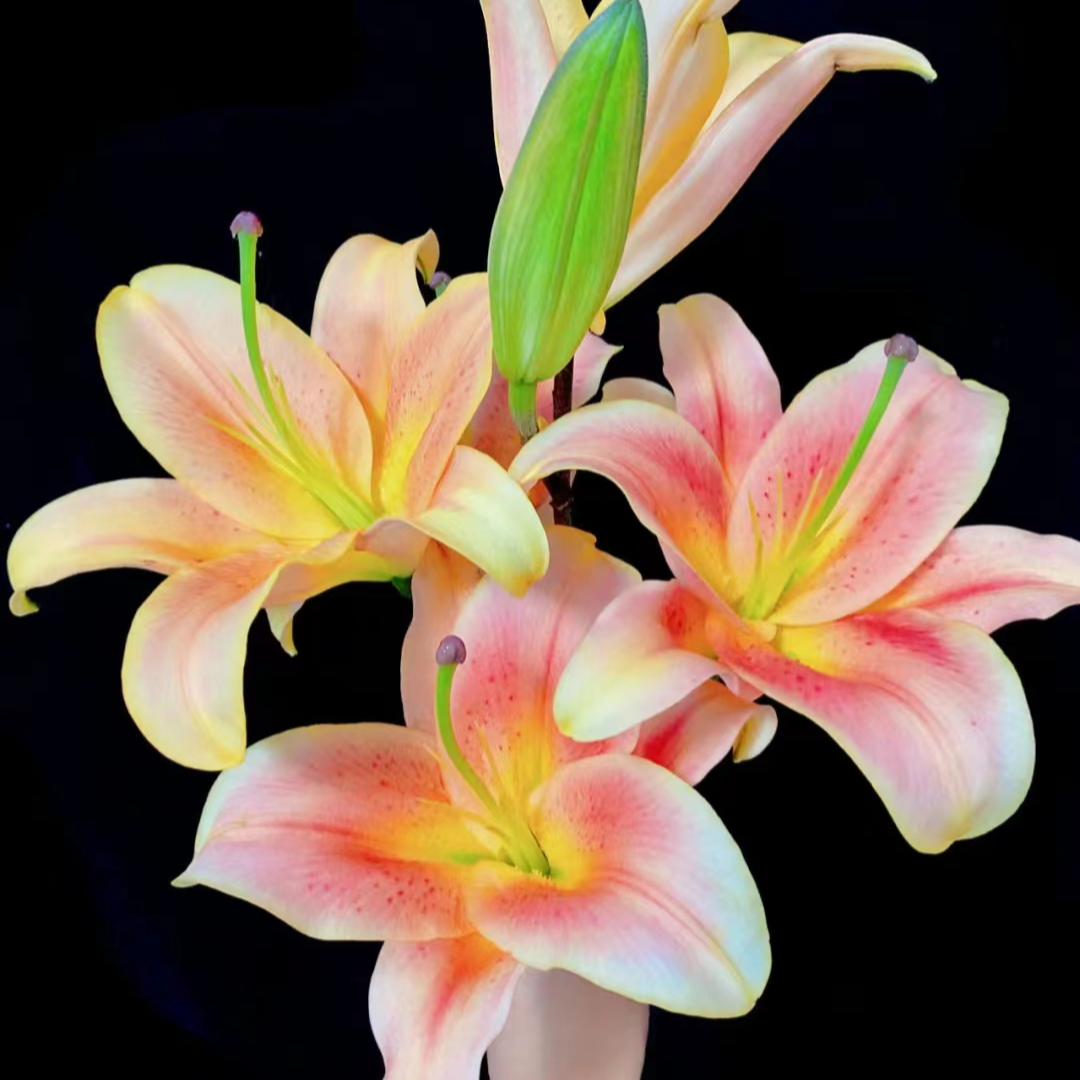 【基地直发】一见钟情 香水百合 