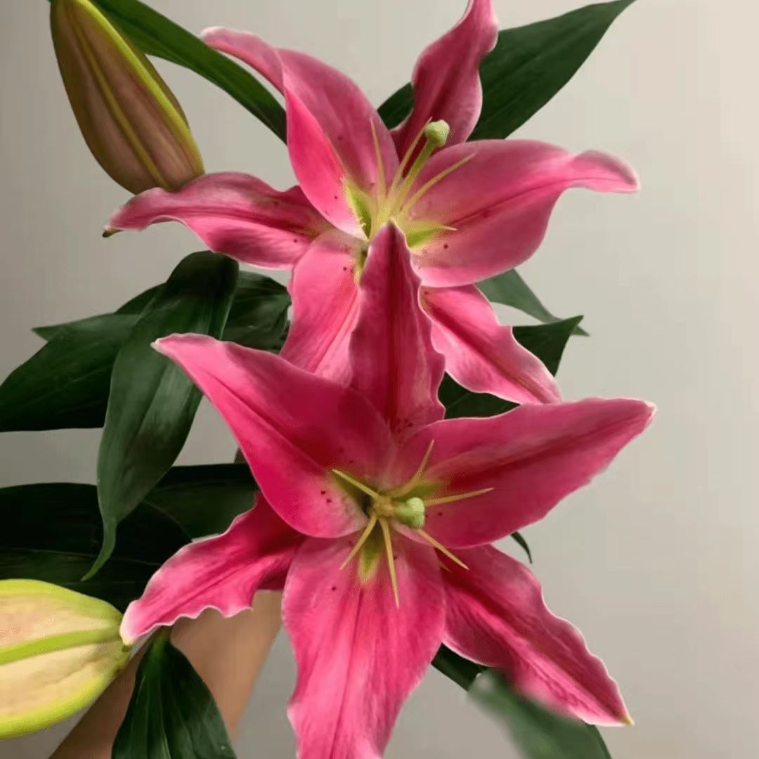 【基地直发】马龙果香水百合 鲜花花卉 