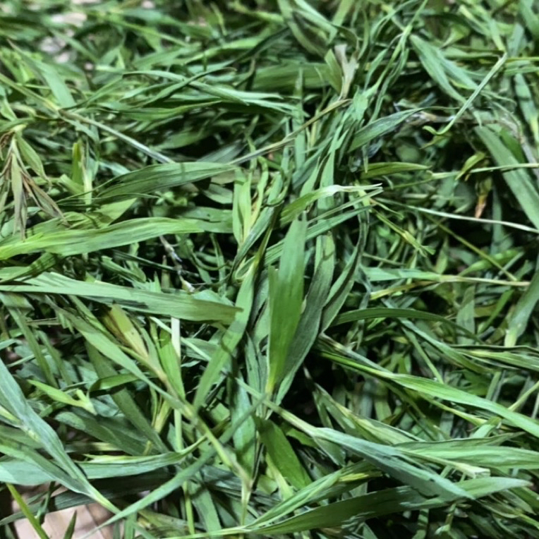 【雪域冰竹】净含量250g-500g