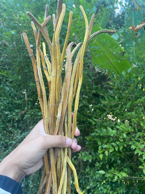 【黄金-斛】净含量250g-500g