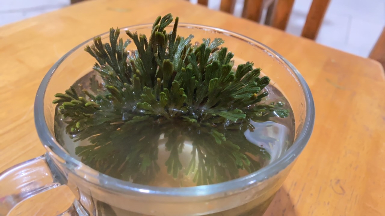【土特产】 仙赐草净含量250g-1000g