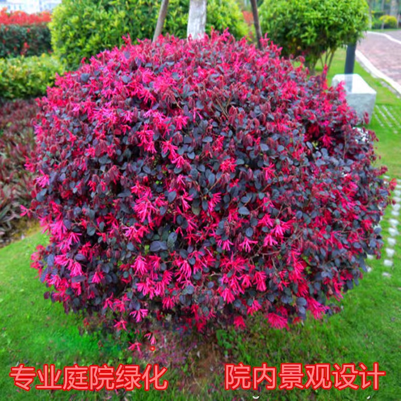 红花继木苗球篱笆苗庭院绿化苗木工程四季常青彩色树苗红花继木球