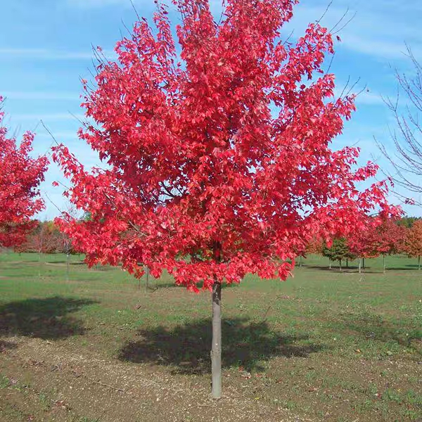 红枫树苗日本红枫红舞姬美国红枫苗中国红三季红庭院红枫盆栽地栽