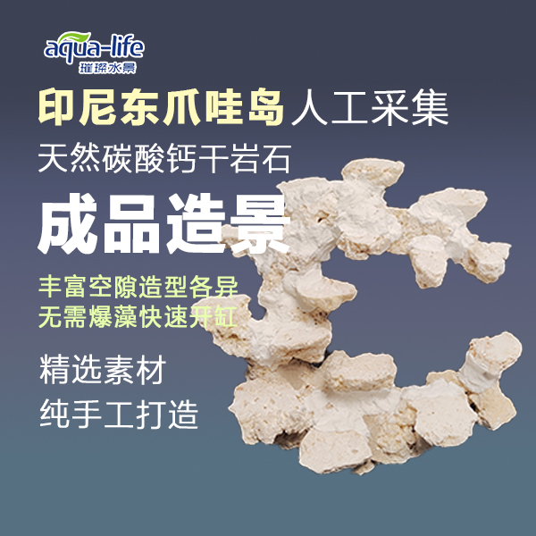 造景印尼爪哇石精选造景爪哇石快速开缸培菌放置干岩石水景干净