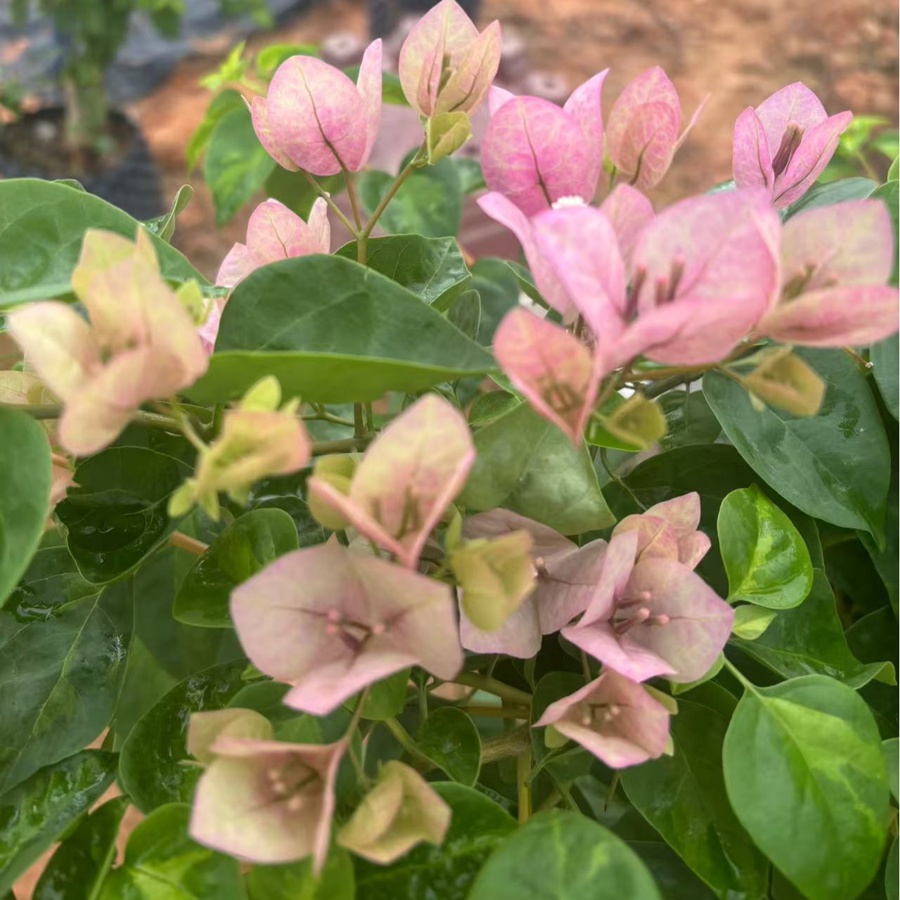 【一物一拍】勤花品种三角梅老桩