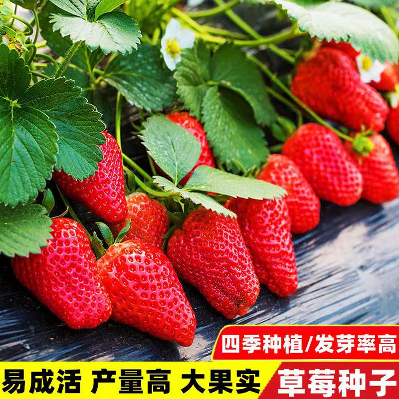 奶油草莓种子 四季结果好养易活 室内外阳台水果盆栽植物花种子