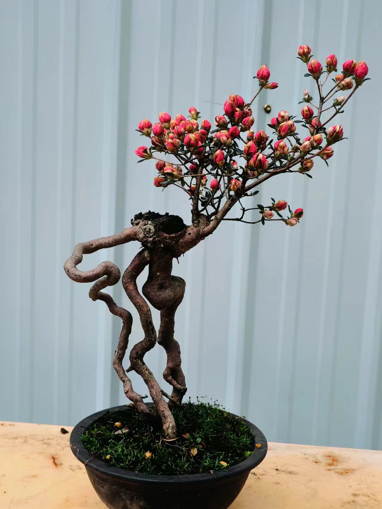 映山红盆栽盆景（一物一价，具体以直播间实物为准）包邮