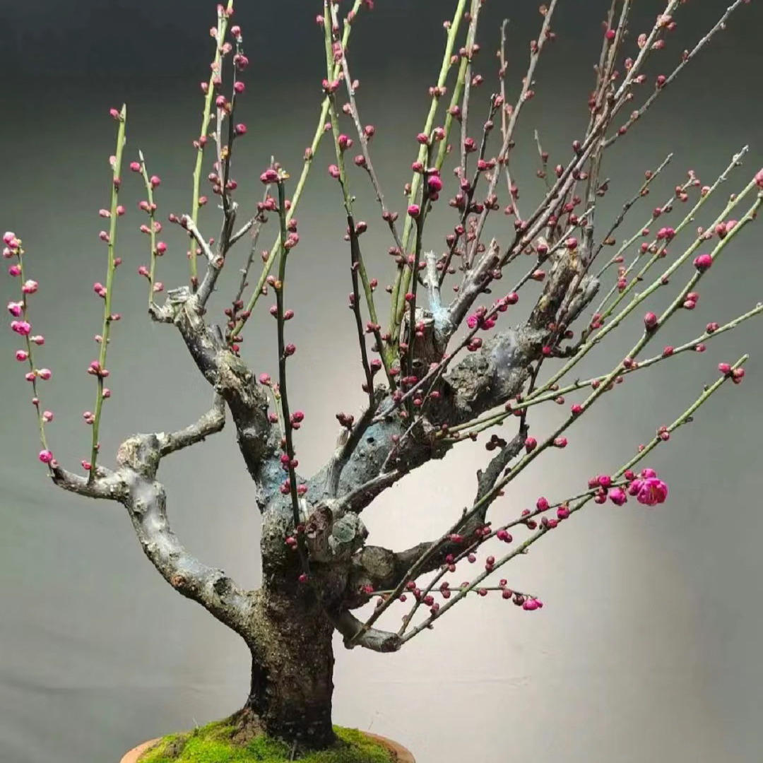红梅耐寒梅花老桩精品盆景红梅年宵花卉