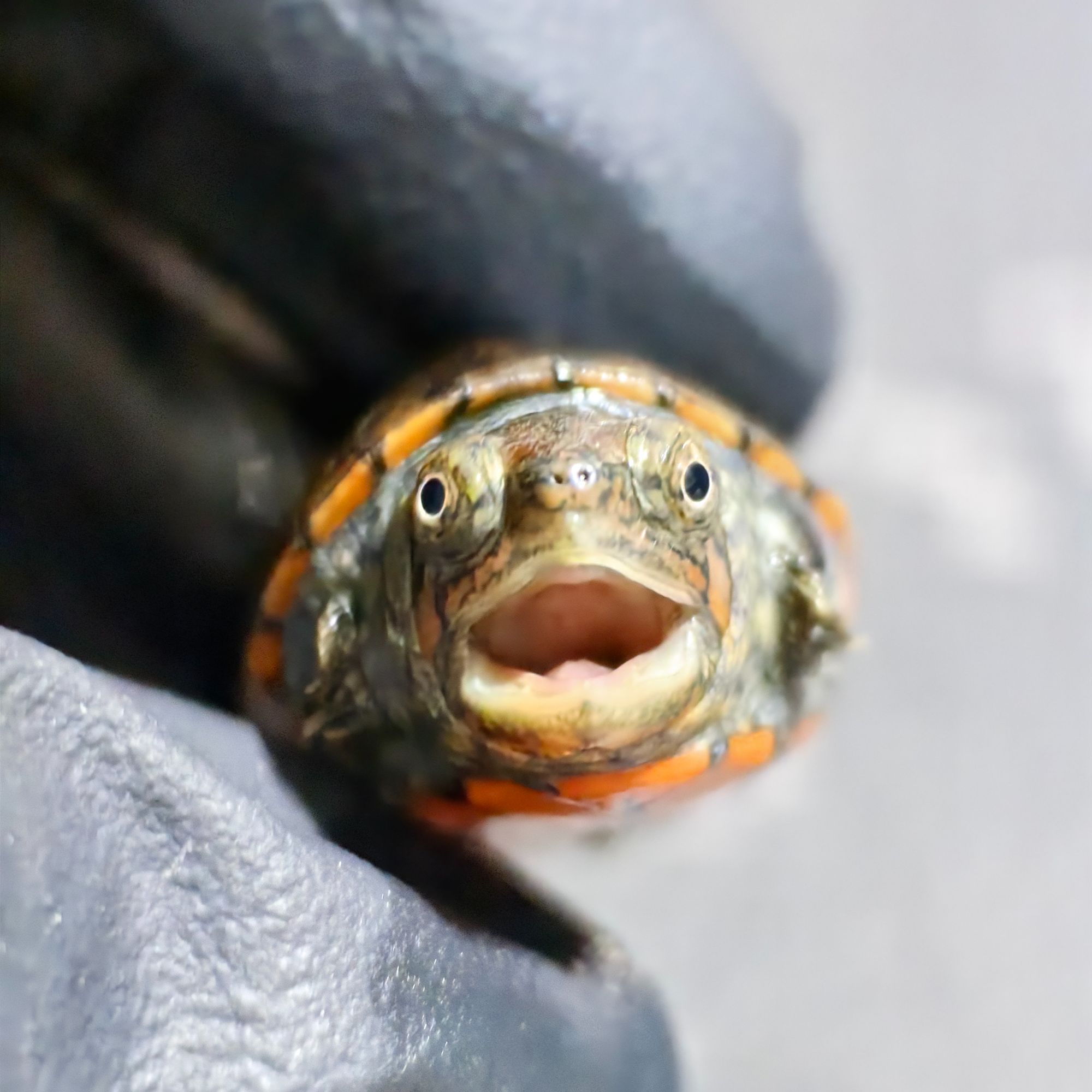 无锡无极国产红面蛋龟（只包全品不包品相）