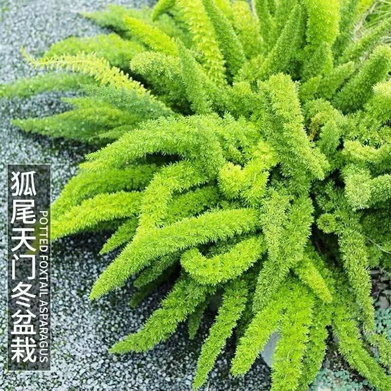 【狐尾天门冬】1加仑盆福利款室内室外可以撸着玩的绿植养护叶片