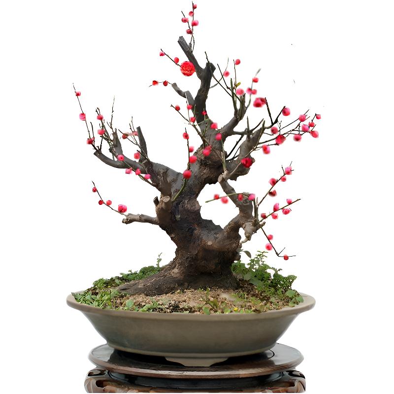 精选梅花、海棠花、火棘…各种品种花卉绿植直播间选货一物一拍