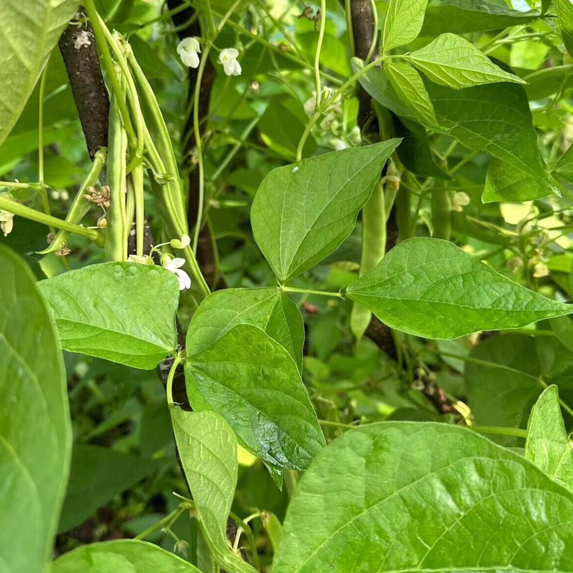 东北黑龙江伊春小兴安岭豆角500g