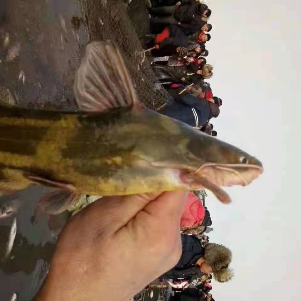 东北冷水嘎呀鱼7包邮