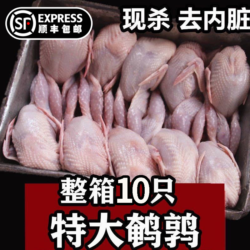 放血特大鹌鹑肉去内脏新鲜冷冻白条肉油炸烧烤炖汤鹌鹑生鲜