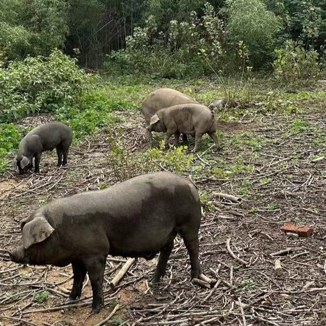 （现场称重为准）纯粮散养深山黑土猪全肉链接