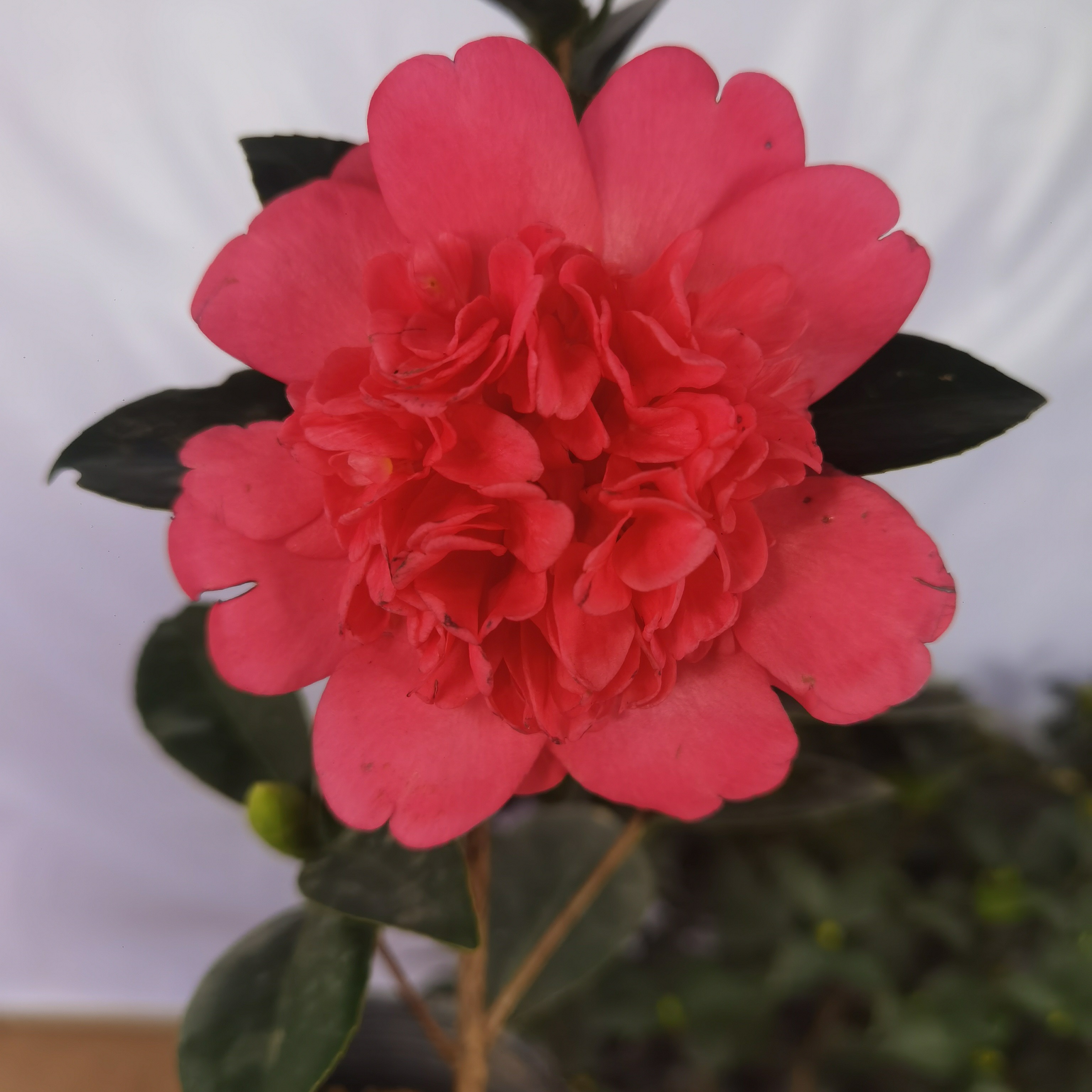 【山茶花】四季茶花，紫红色茶花，30-40公分高，三个以上分支，无花苞