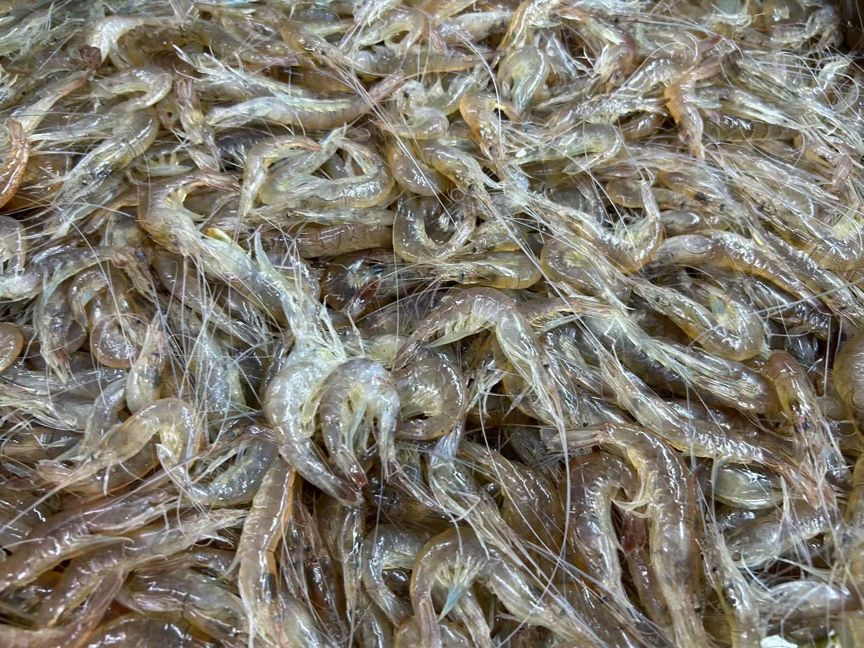 小青虾 250g（海鲜）[保鲜不保活]