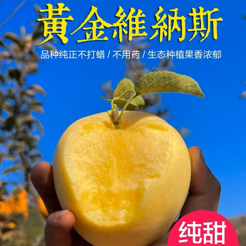【高端苹果 坏果包赔】正宗维纳斯黄金苹果新鲜水果 果香浓郁香甜