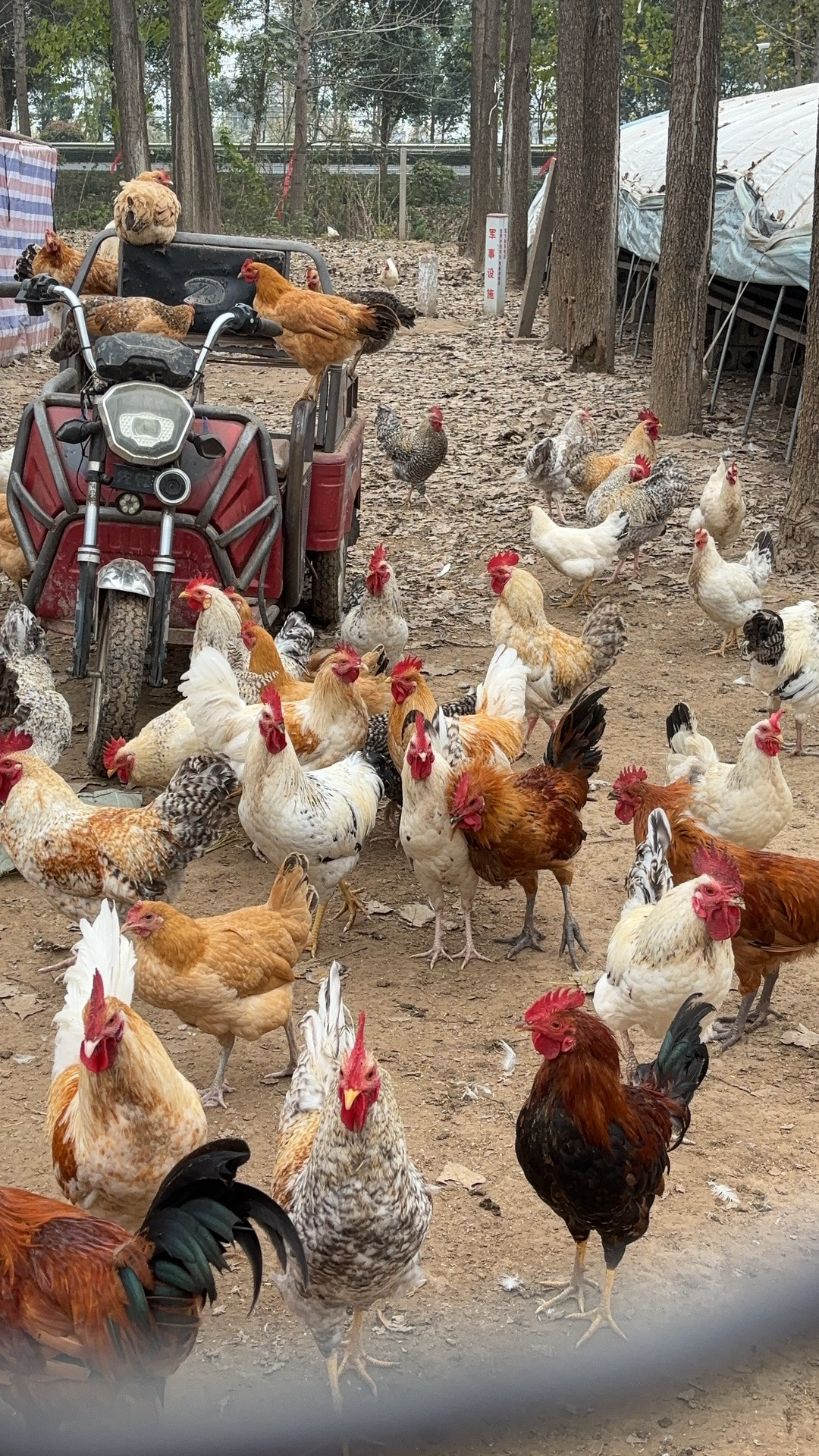 树林散养土鸡2只 包冰率不含冰