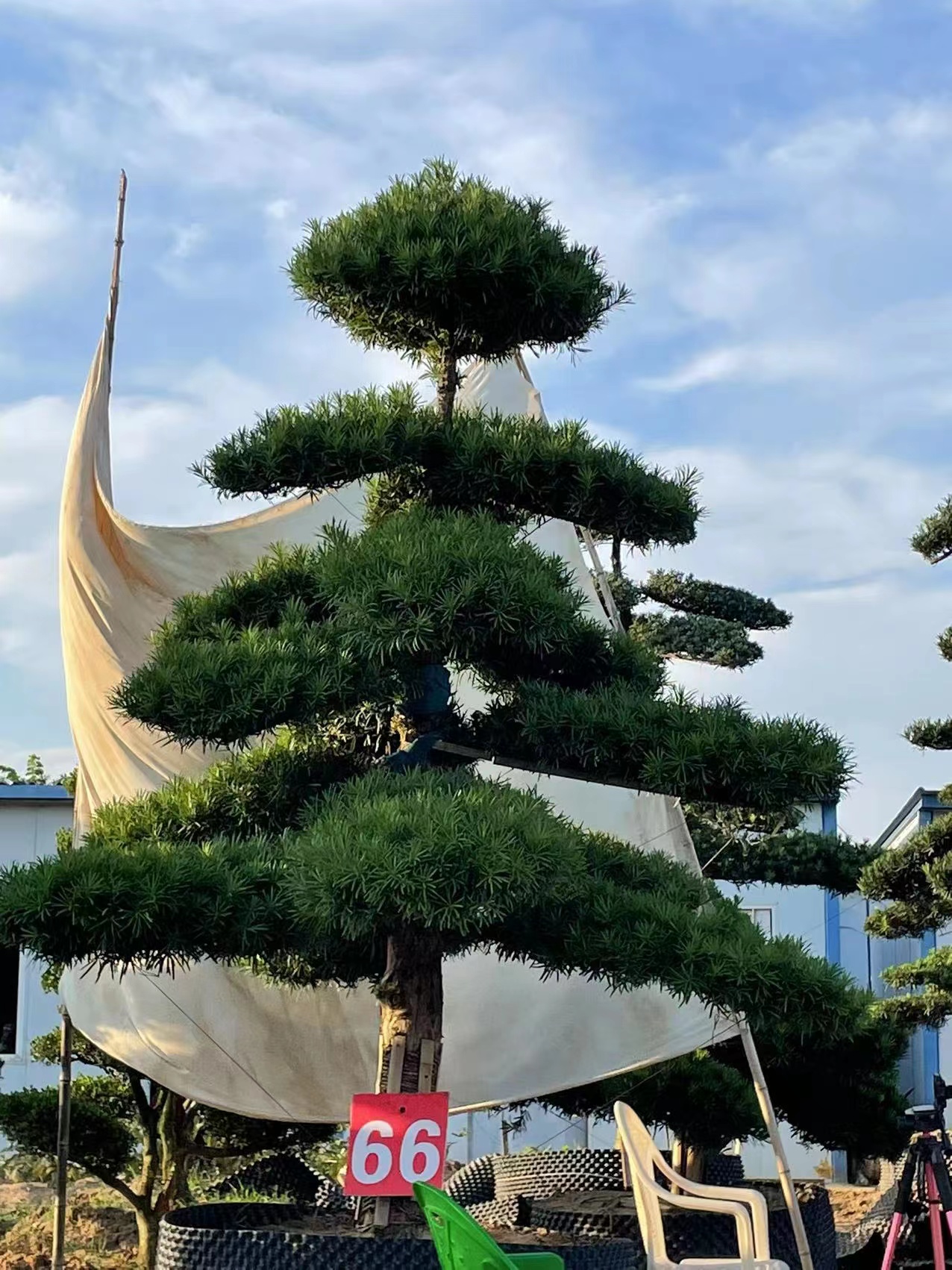 庭院地景罗汉松造型树  一物一拍   地栽盆栽四季常青植物直播